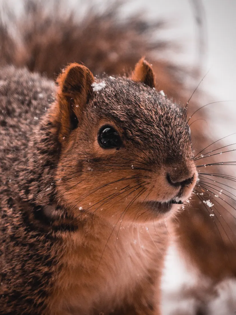 Fox Squirrel photographed by Kyle J. Gillett