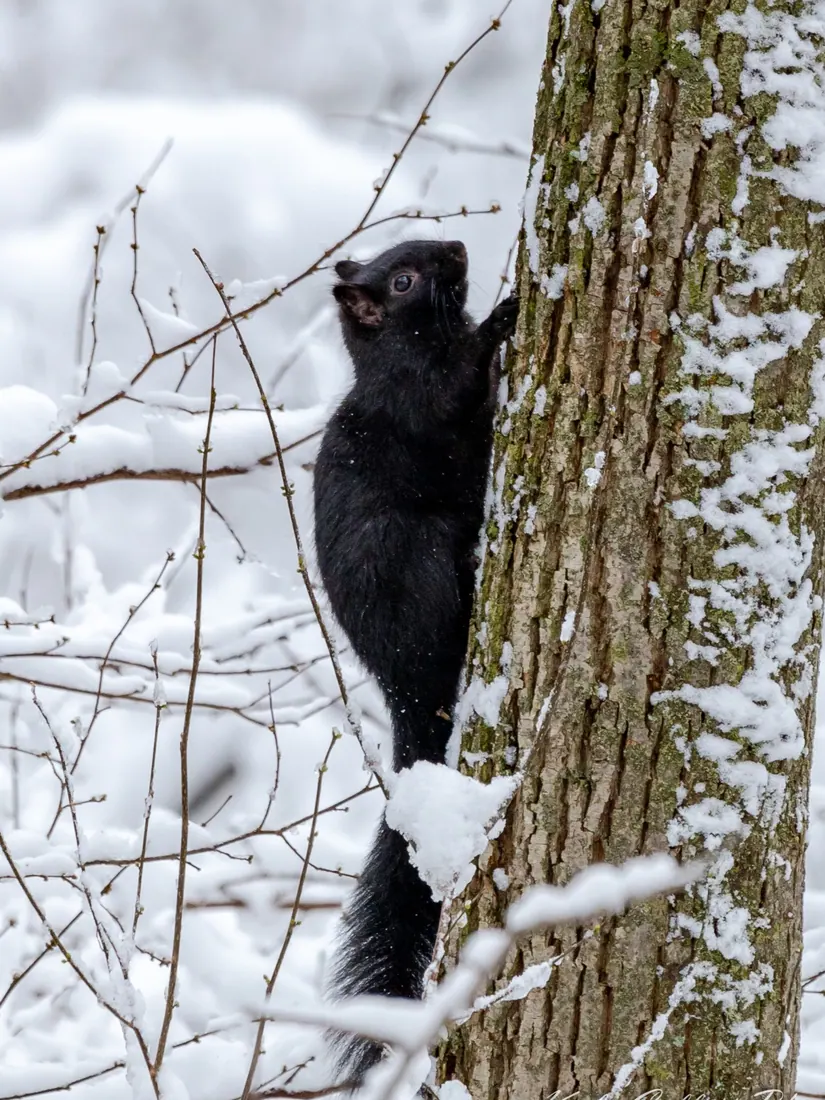 Eastern Gray Squirrel photographed by Kyle J. Gillett