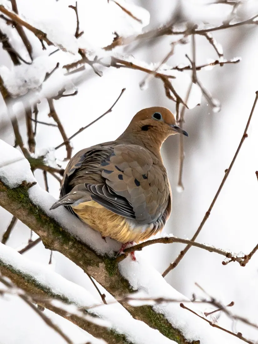 Mourning Dove photographed by Kyle J. Gillett