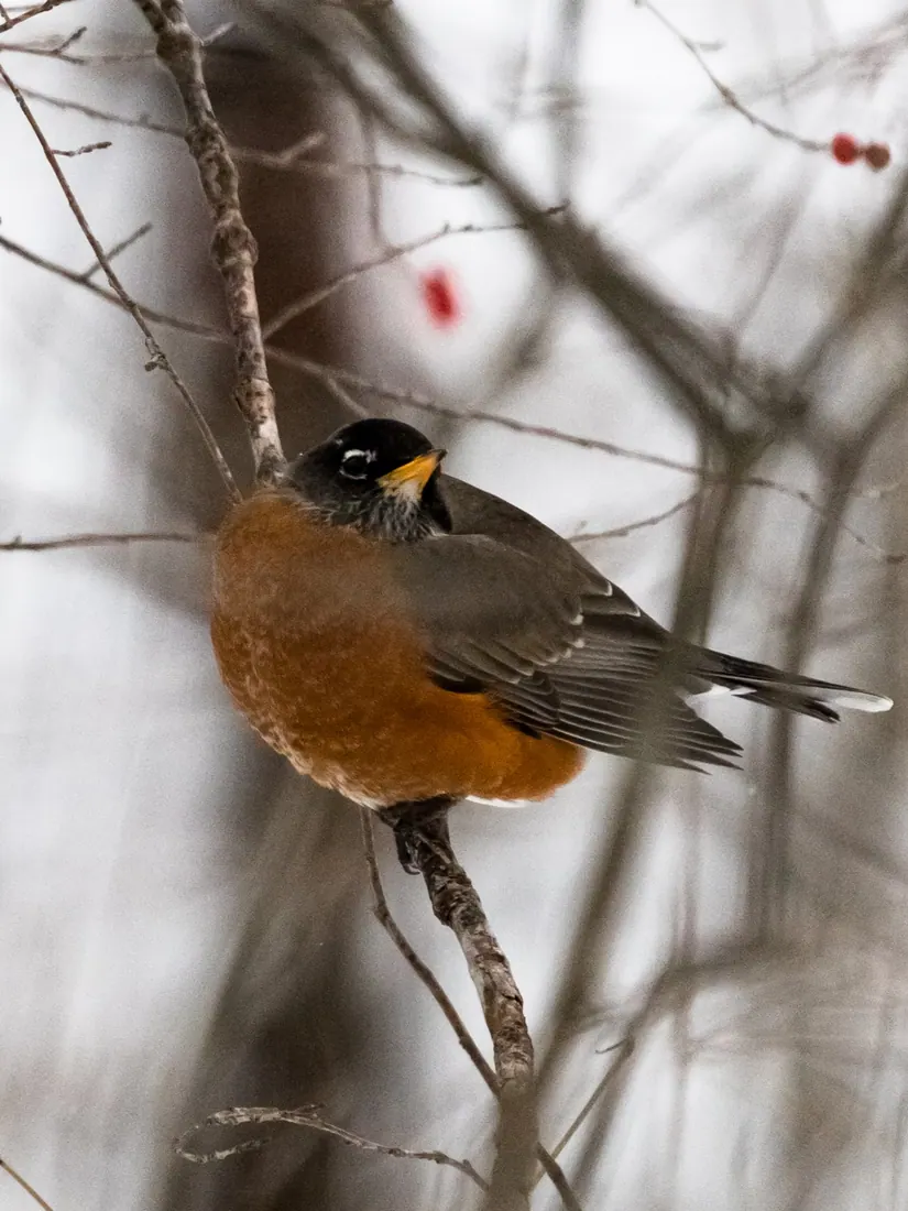 American Robin photographed by Kyle J. Gillett