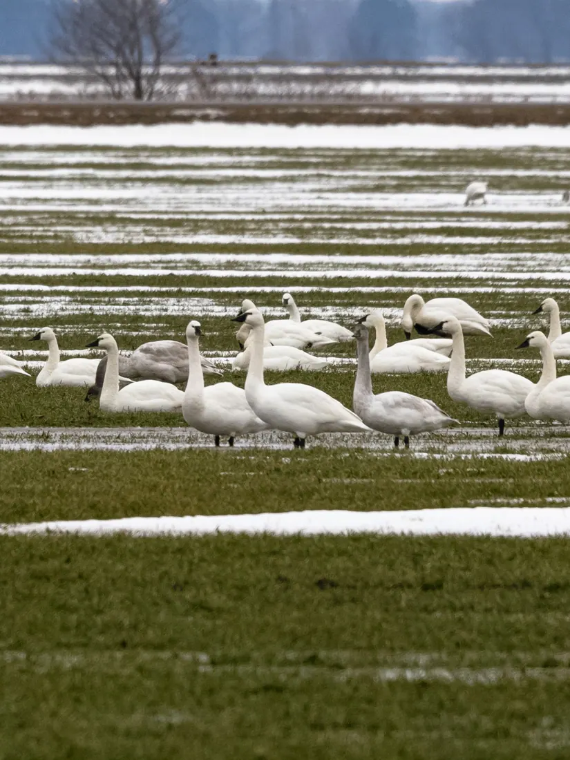 Trumpeter Swan photographed by Kyle J. Gillett