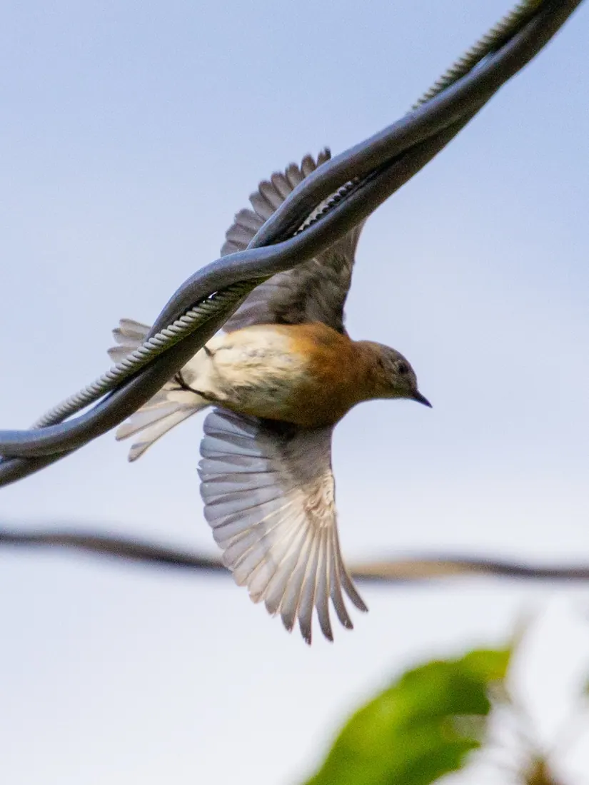 Eastern Bluebird photographed by Kyle J. Gillett