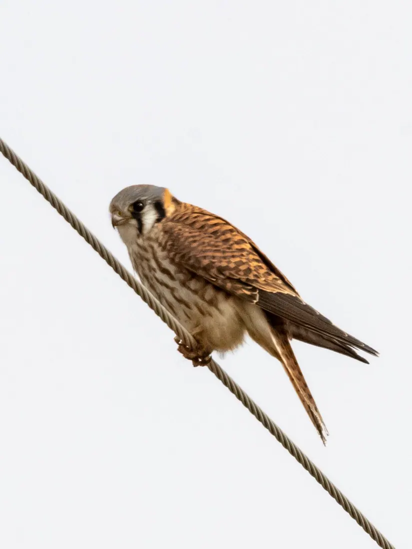 American Kestrel photographed by Kyle J. Gillett