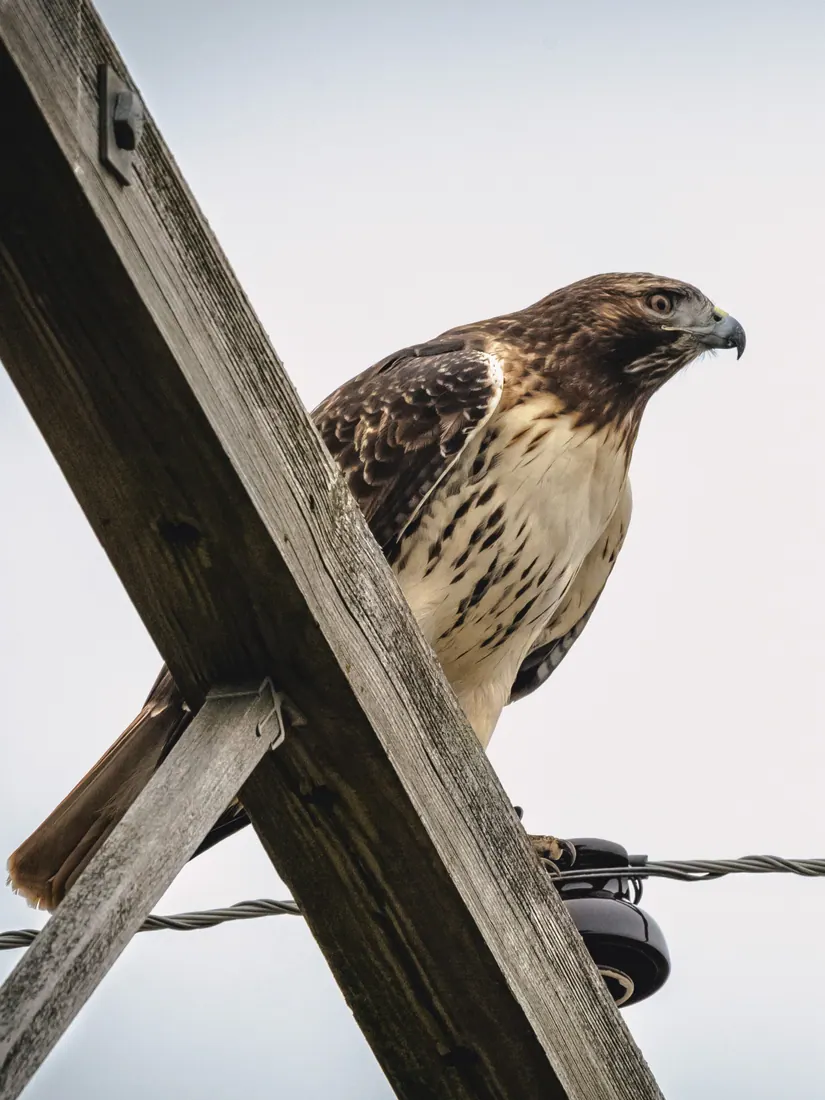 Red-tailed Hawk photographed by Kyle J. Gillett