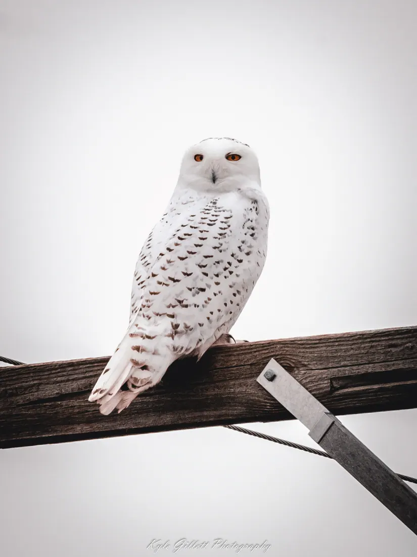Snowy Owl photographed by Kyle J. Gillett