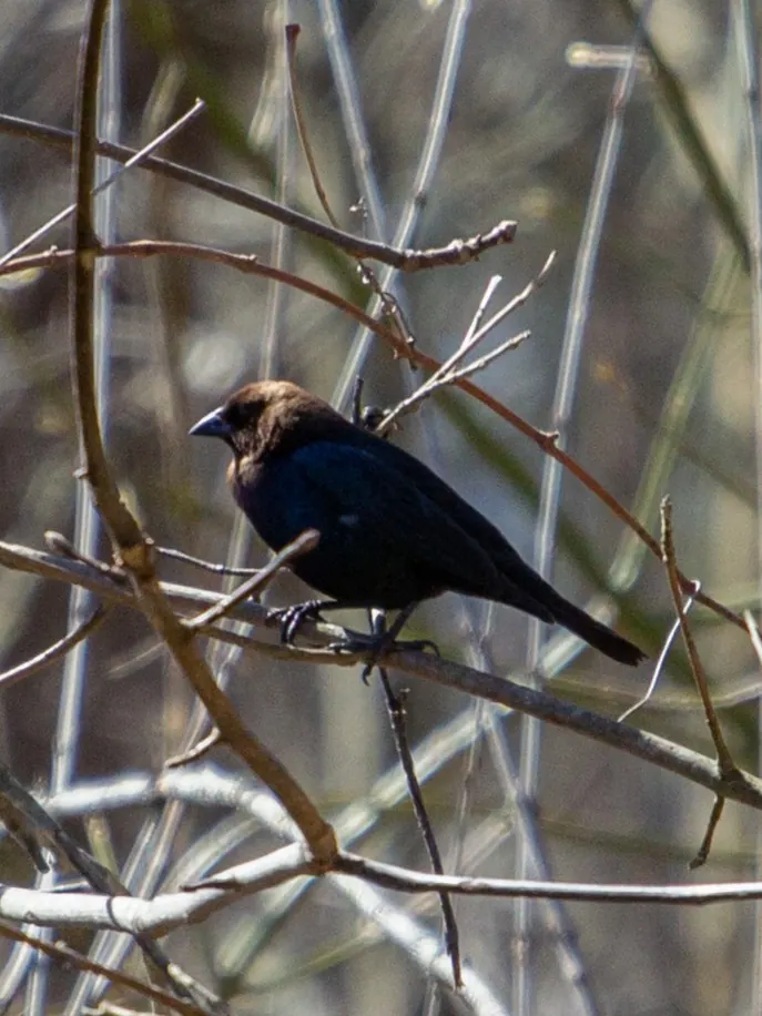 Brown-Headed Cowbird photographed by Kyle J. Gillett