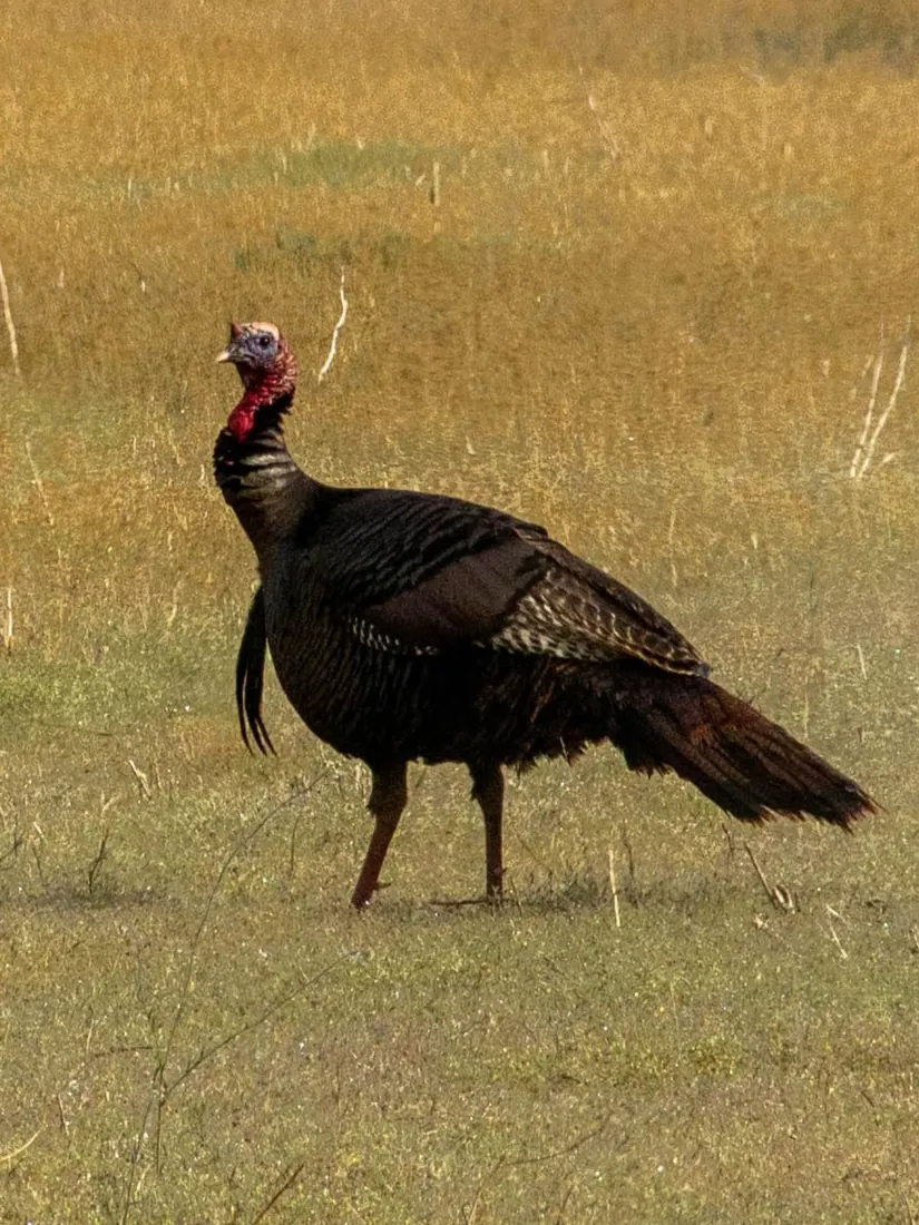Wild Turkey photographed by Kyle J. Gillett