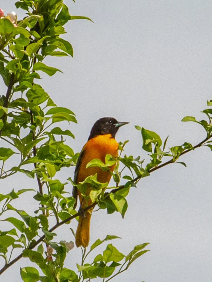Baltimore Oriole photographed by Kyle J. Gillett
