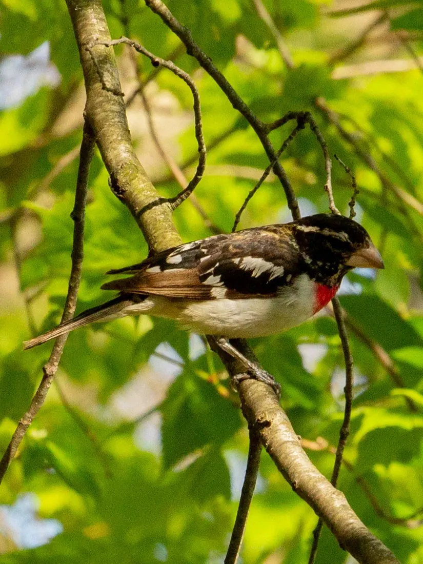 Rose-breasted Grosbeak photographed by Kyle J. Gillett