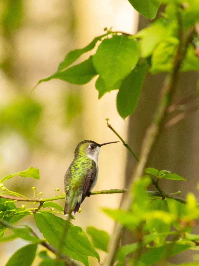 Ruby-throated Hummingbird photographed by Kyle J. Gillett