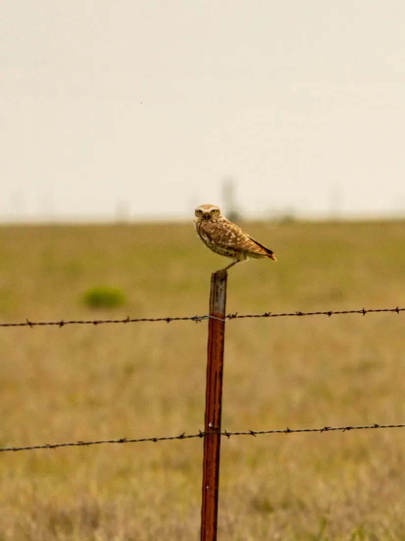 Burrowing Owl photographed by Kyle J. Gillett