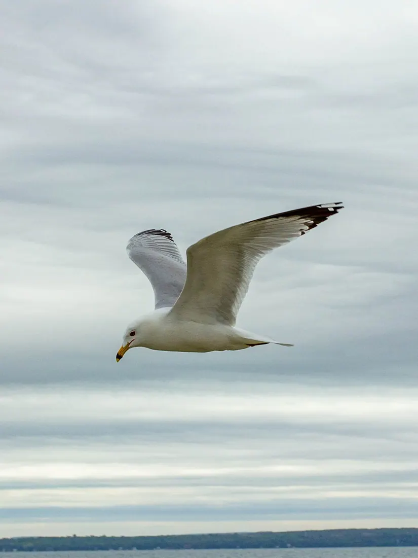 Ring-billed Gull photographed by Kyle J. Gillett