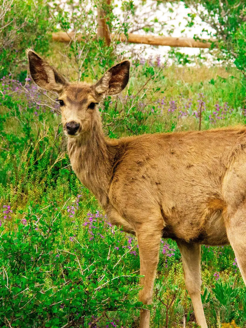 Mule Deer photographed by Kyle J. Gillett
