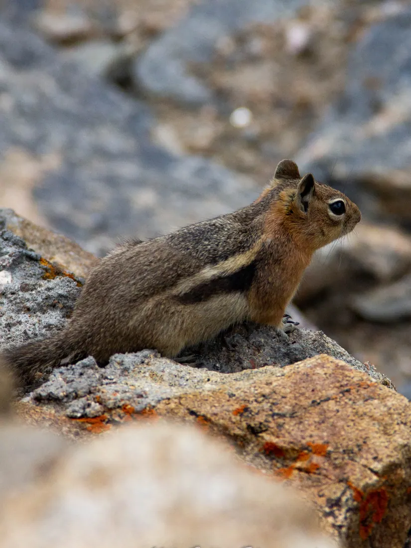 Golden-mantled Ground Squirrel photographed by Kyle J. Gillett