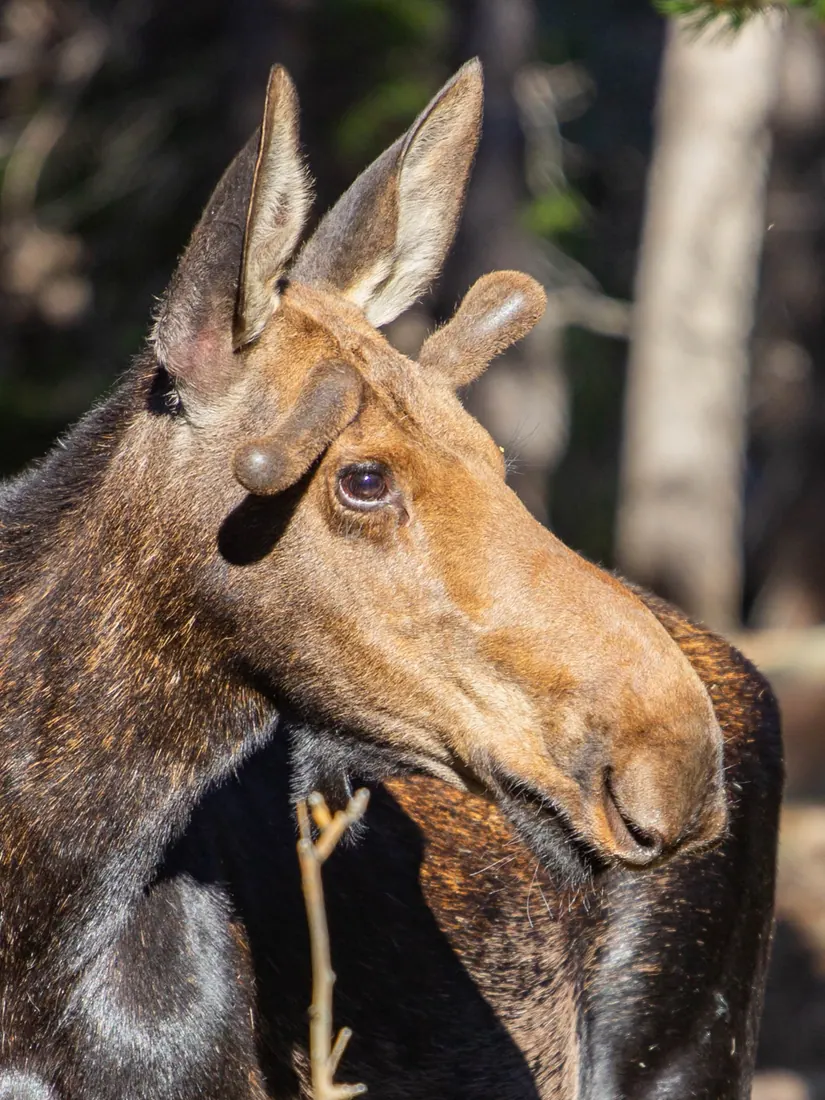 Moose photographed by Kyle J. Gillett