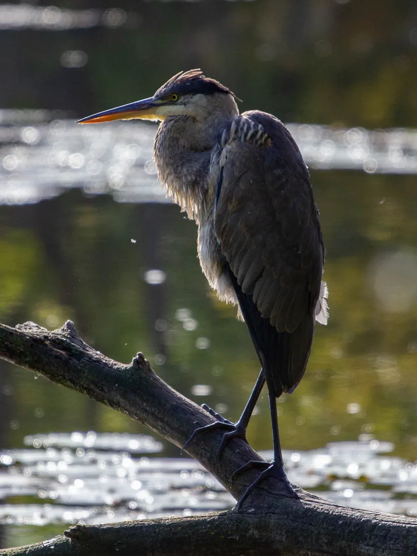 Great Blue Heron photographed by Kyle J. Gillett