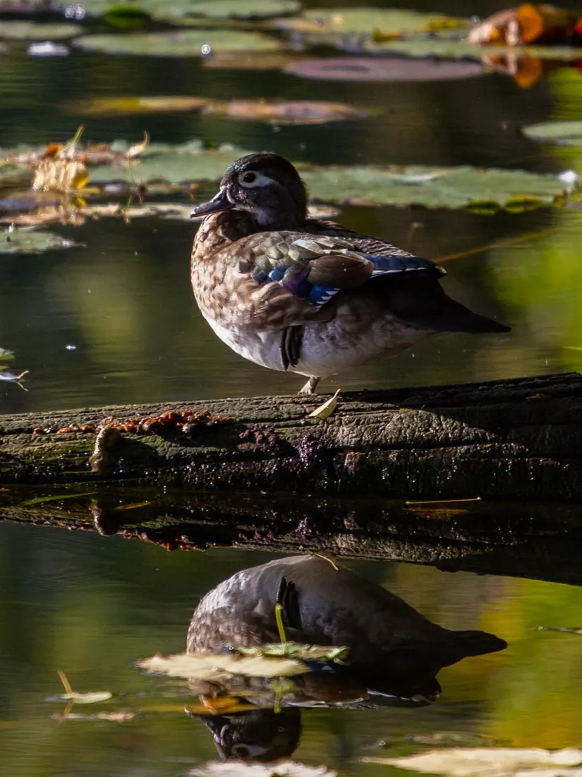 Wood Duck photographed by Kyle J. Gillett