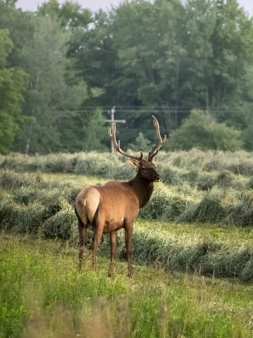 Wapiti (Elk) photographed by Kyle J. Gillett