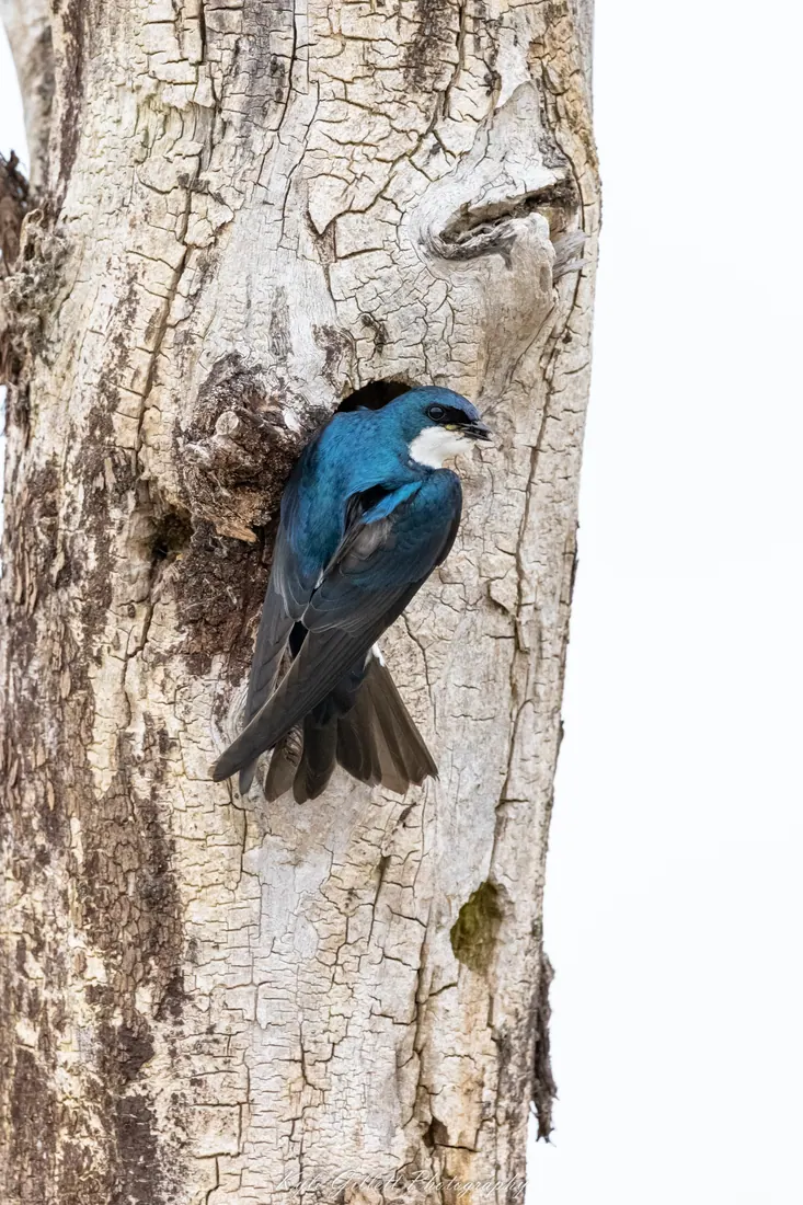 Tree Swallow photographed by Kyle J. Gillett