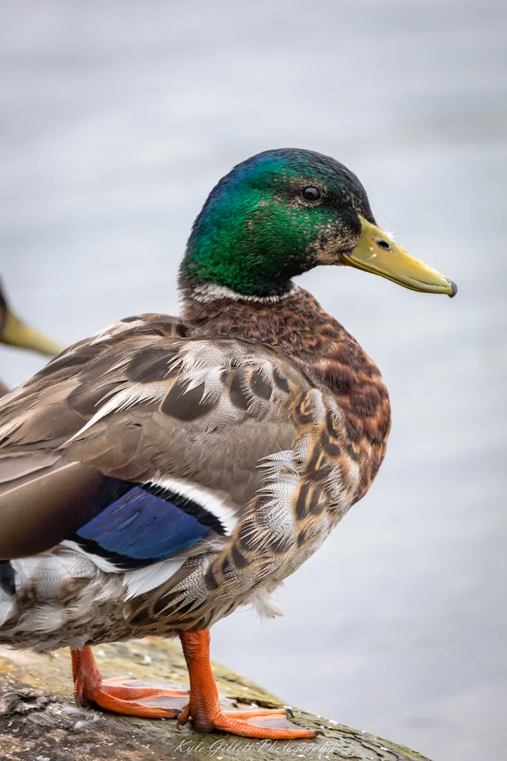 Mallard photographed by Kyle J. Gillett