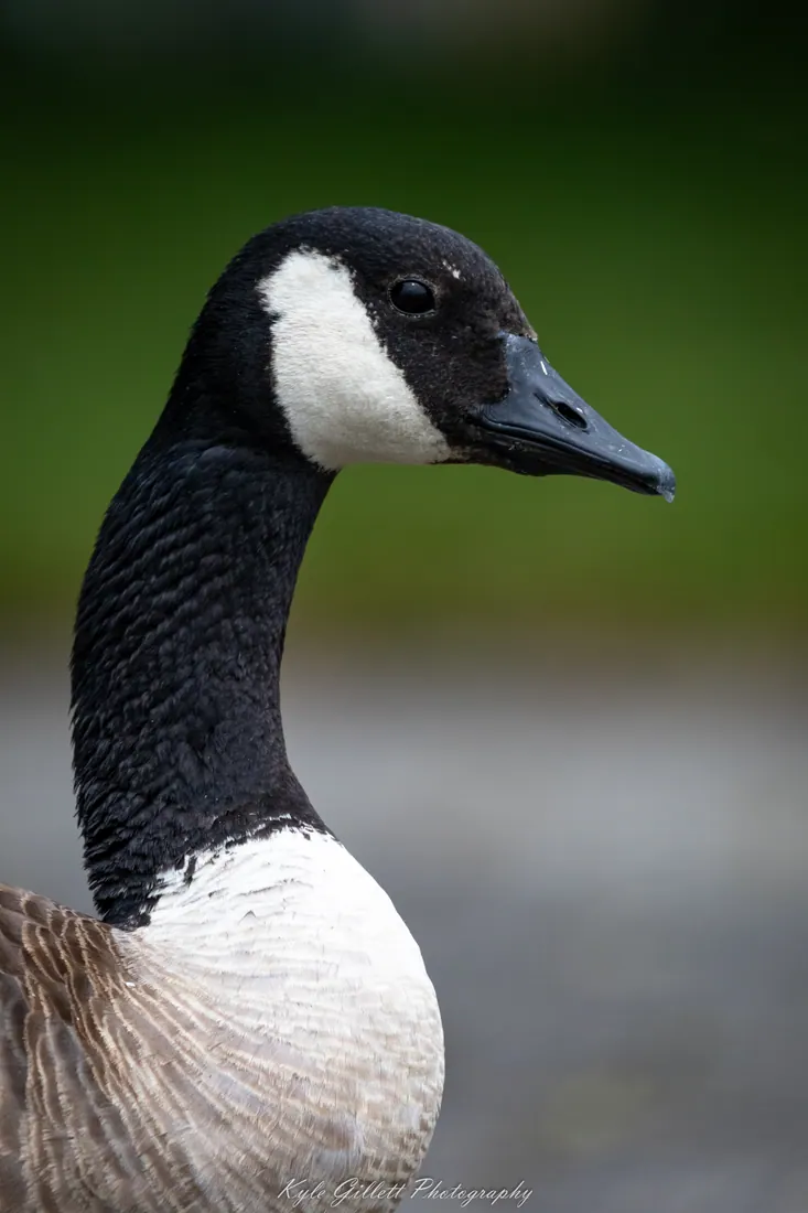 Canada Goose photographed by Kyle J. Gillett
