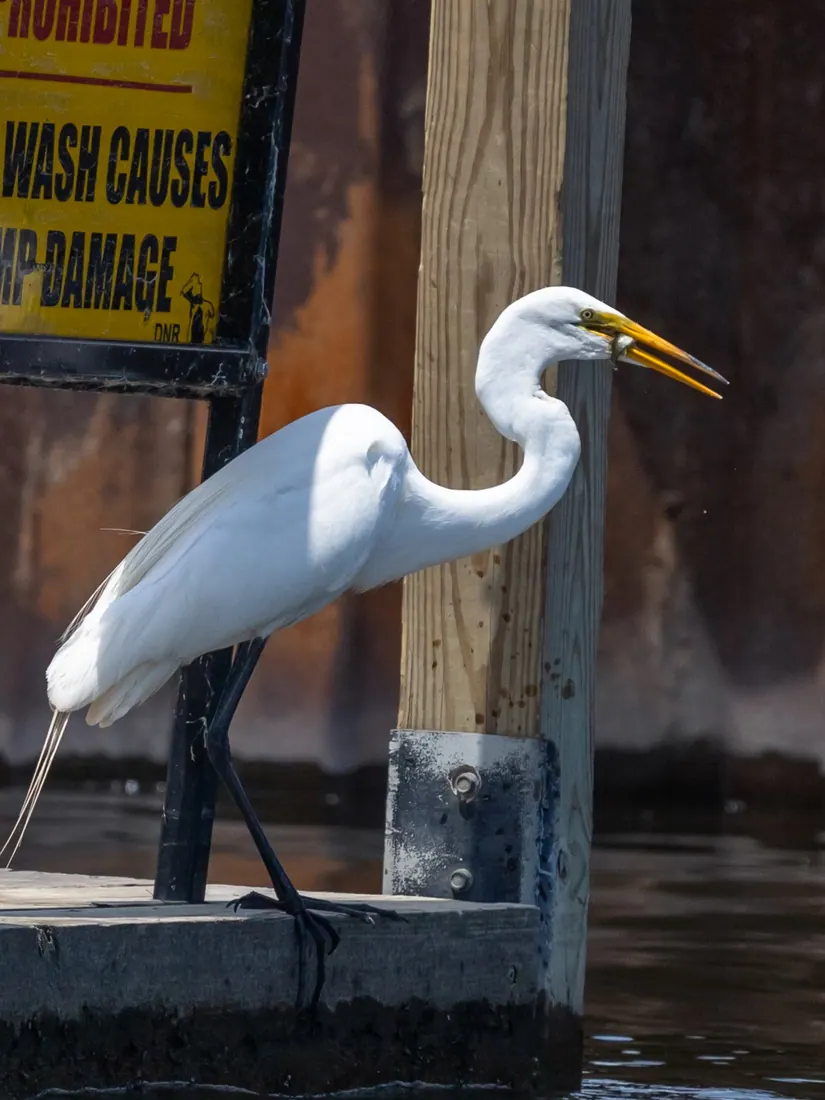 Great Egret photographed by Kyle J. Gillett