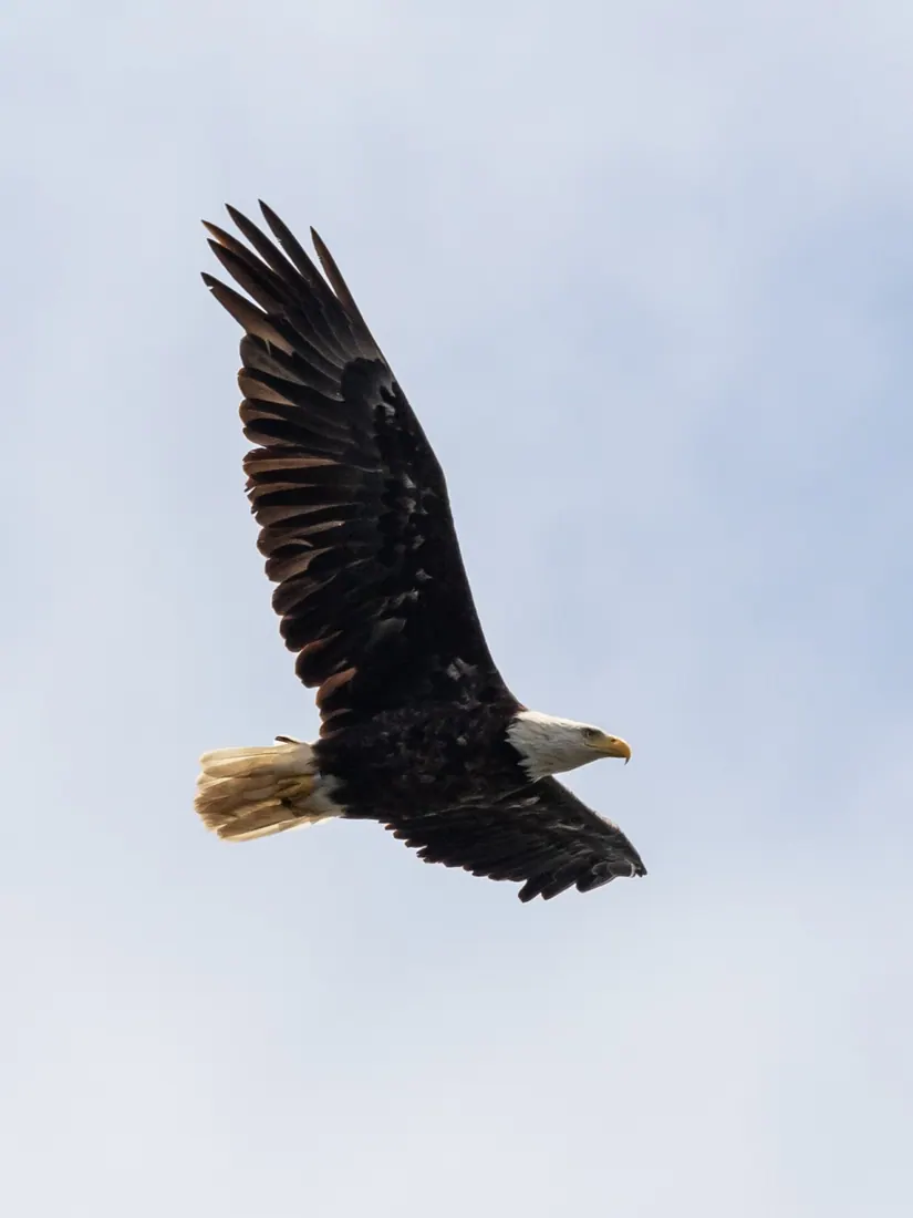 Bald Eagle photographed by Kyle J. Gillett