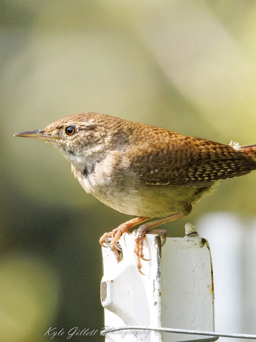House Wren photographed by Kyle J. Gillett