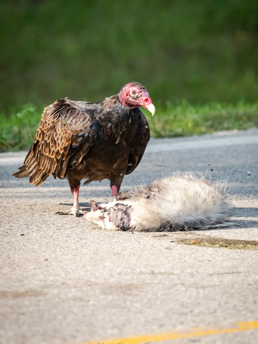 Turkey Vulture photographed by Kyle J. Gillett