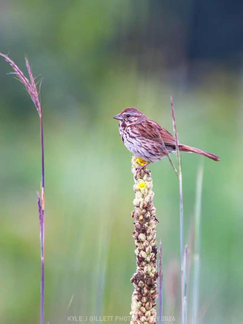 Fox Sparrow photographed by Kyle J. Gillett