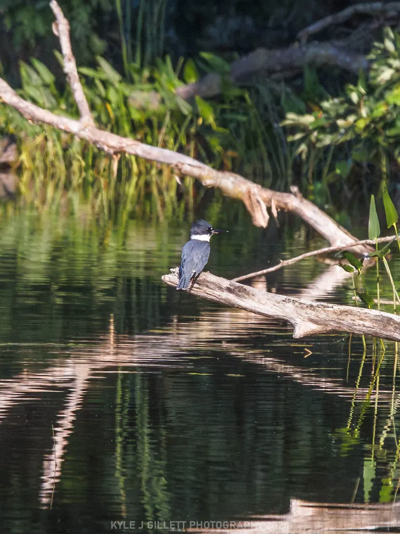 Belted Kingfisher photographed by Kyle J. Gillett