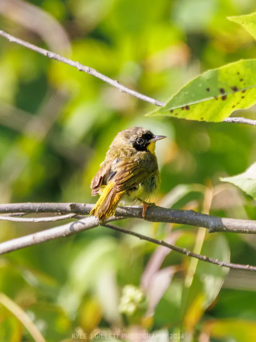 Common Yellowthroat photographed by Kyle J. Gillett