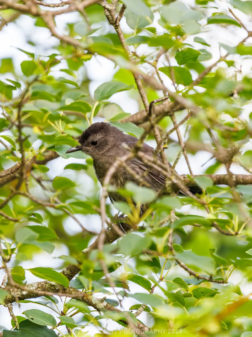 Gray Catbird photographed by Kyle J. Gillett
