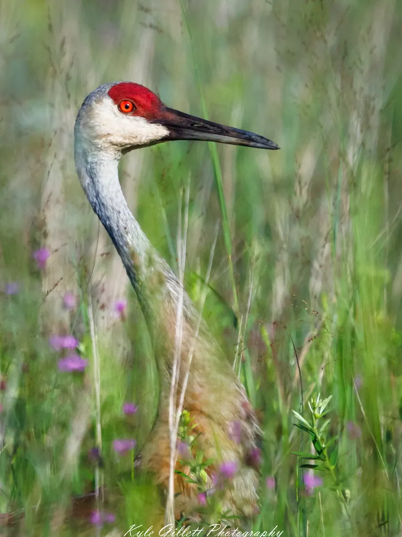 Sandhill Crane photographed by Kyle J. Gillett