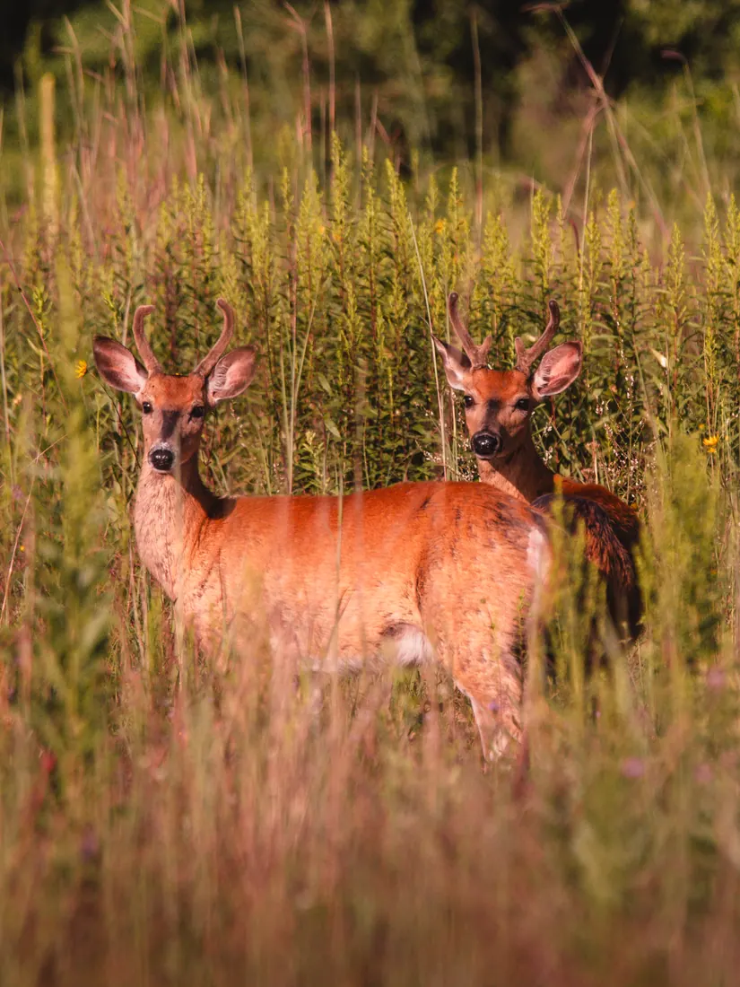 White-tailed Deer photographed by Kyle J. Gillett