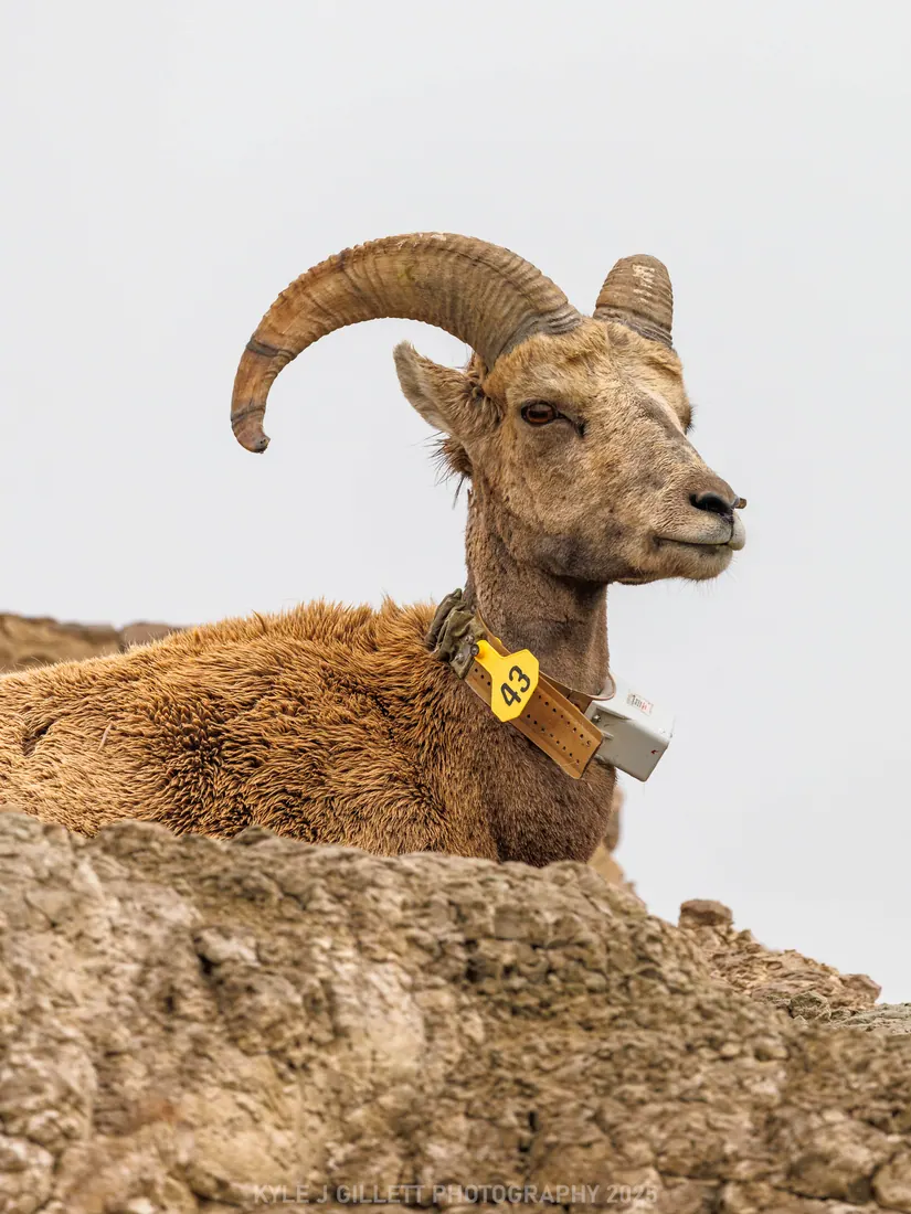 Rocky Mountain Bighorn Sheep photographed by Kyle J. Gillett