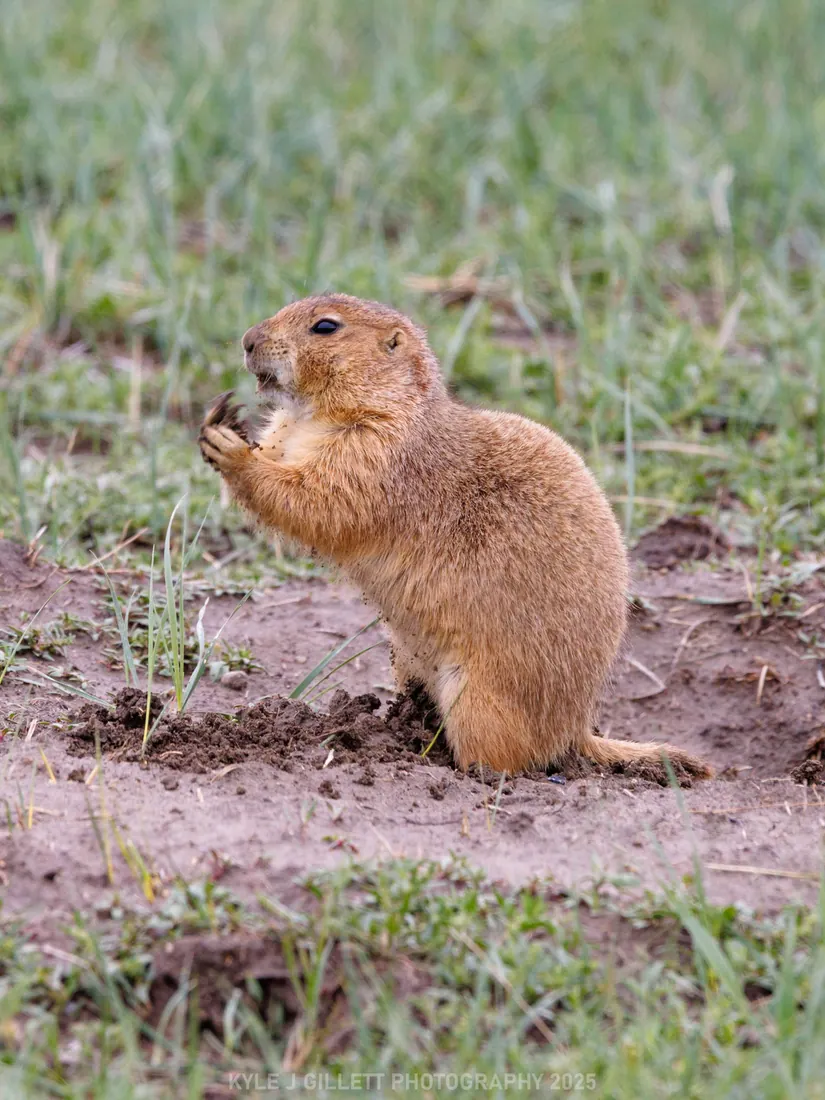 Black-tailed Prairie Dog photographed by Kyle J. Gillett