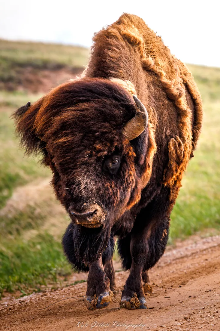 American Bison photographed by Kyle J. Gillett