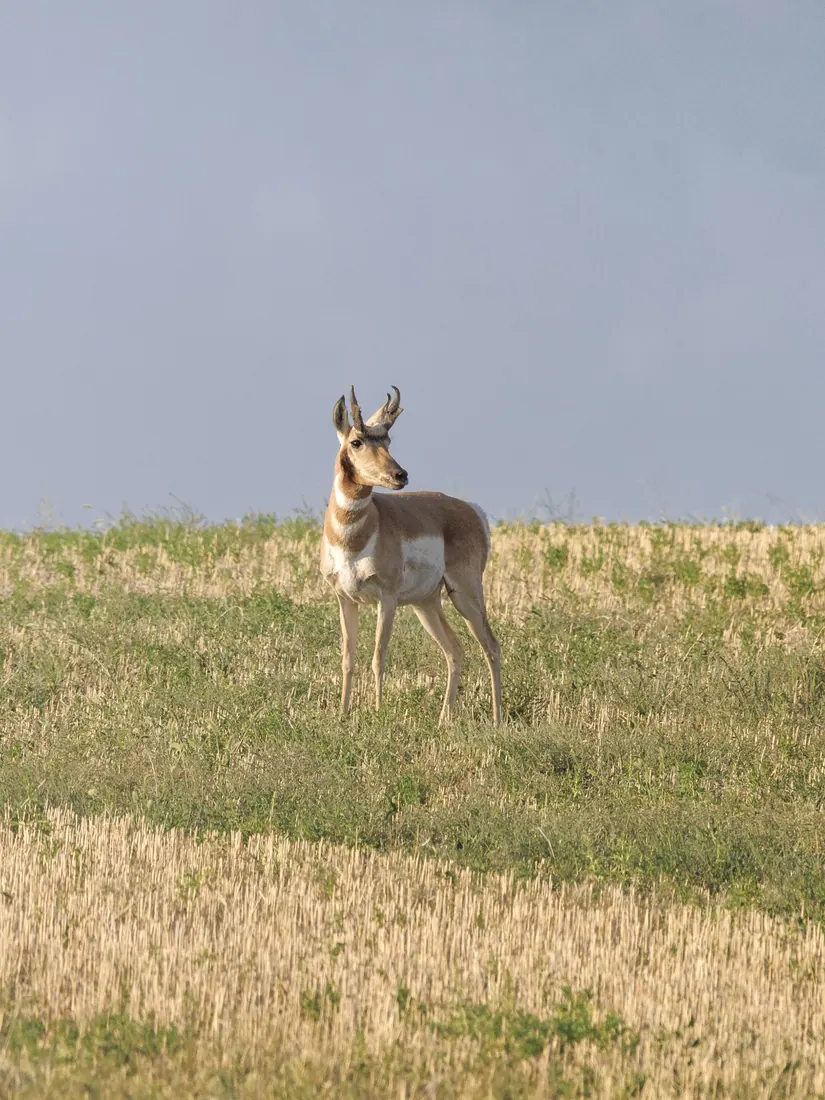 Pronghorn photographed by Kyle J. Gillett