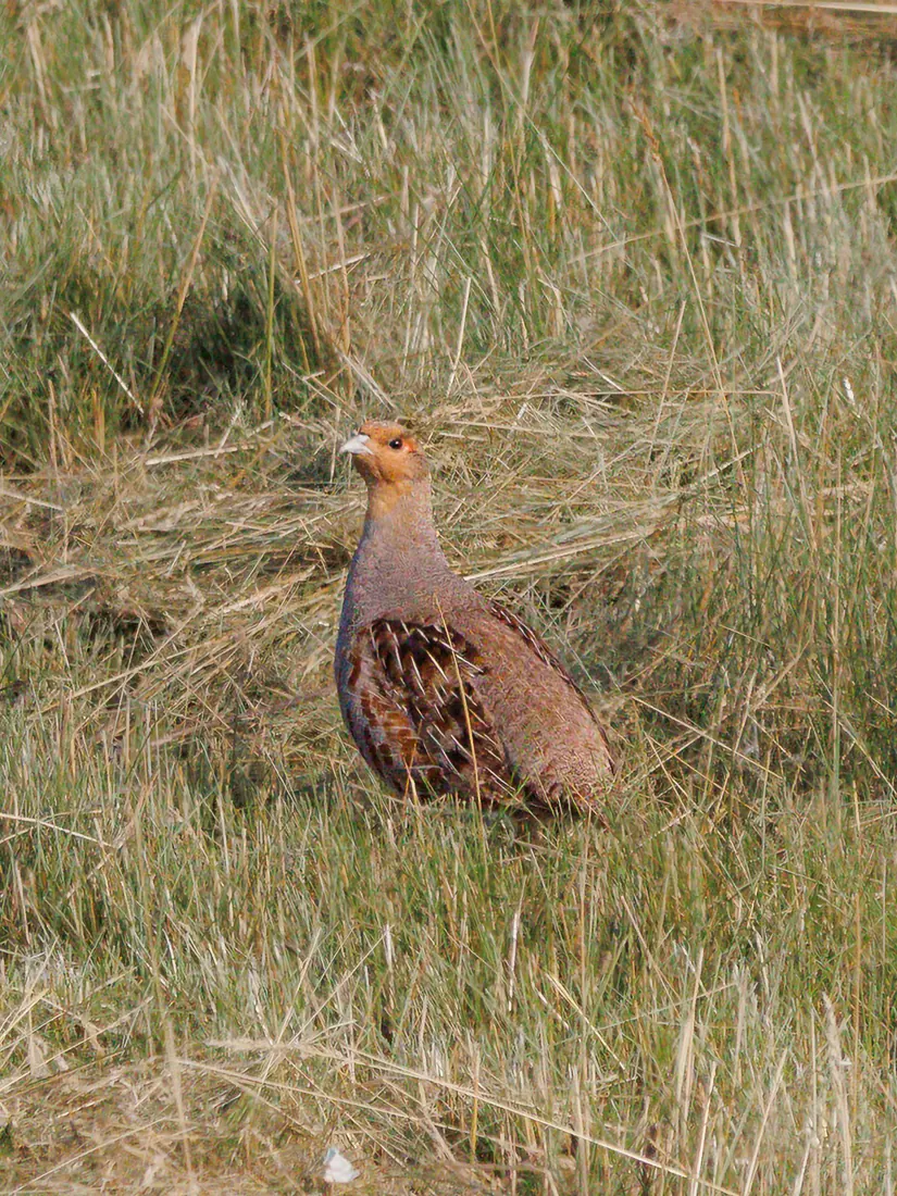 Gray Partridge photographed by Kyle J. Gillett