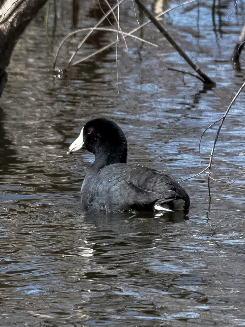 American Coot photographed by Kyle J. Gillett