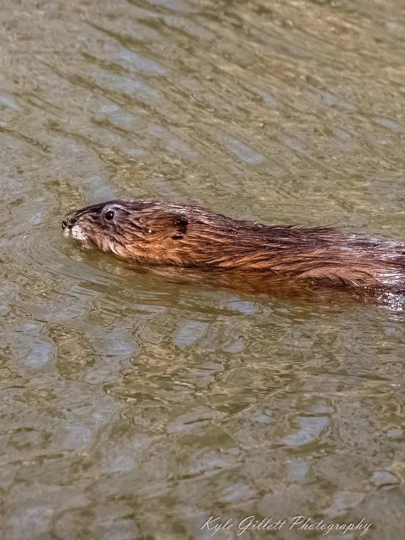 Muskrat photographed by Kyle J. Gillett