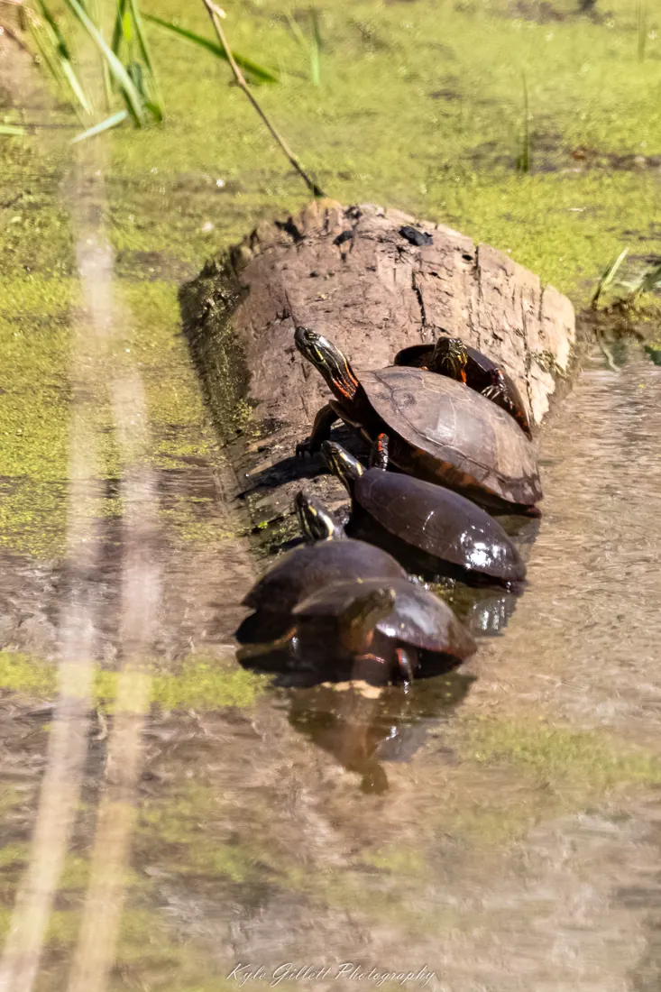 Painted Turtle photographed by Kyle J. Gillett
