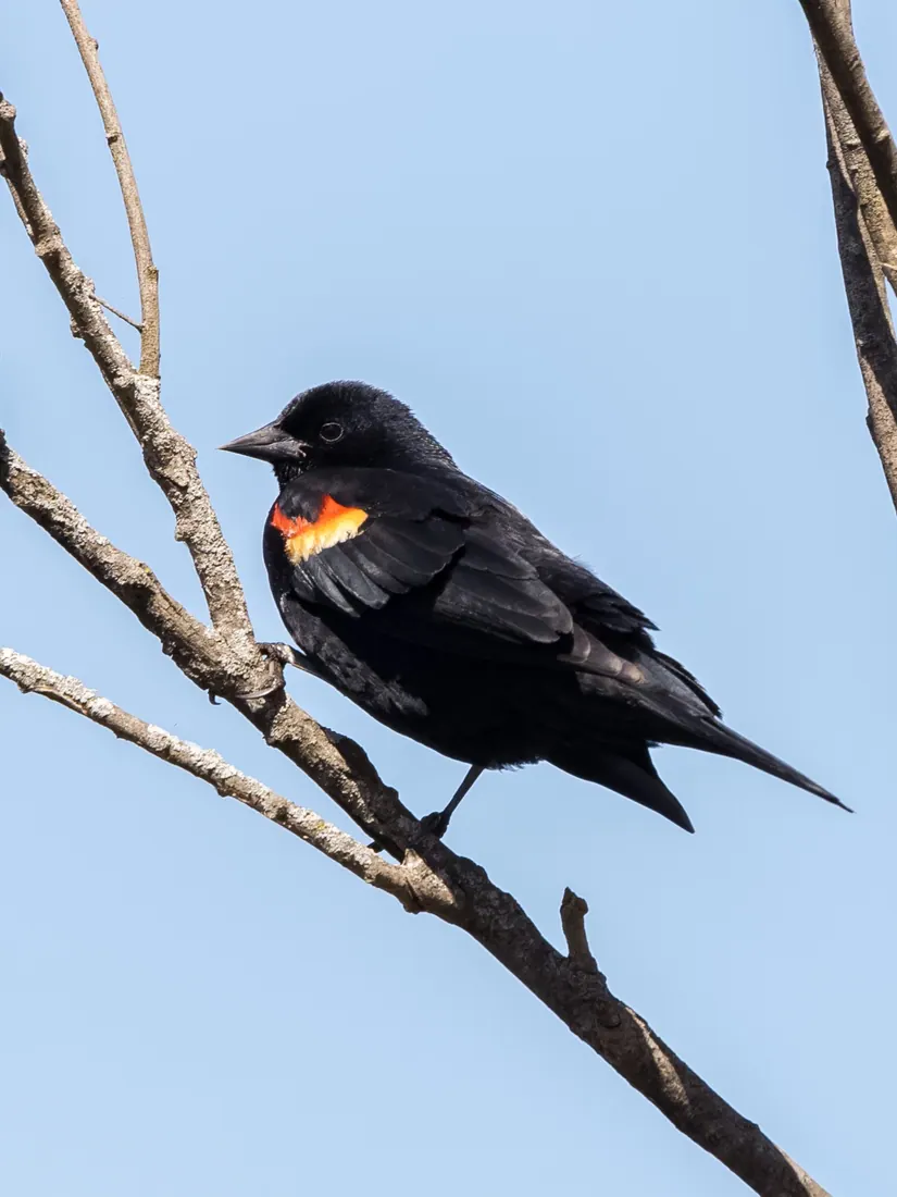 Red-winged Blackbird photographed by Kyle J. Gillett