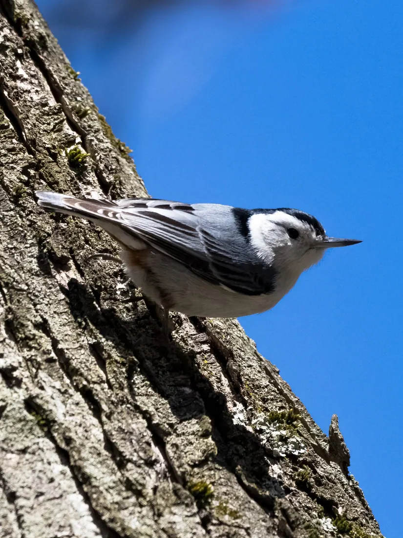 White-breasted Nuthatch photographed by Kyle J. Gillett