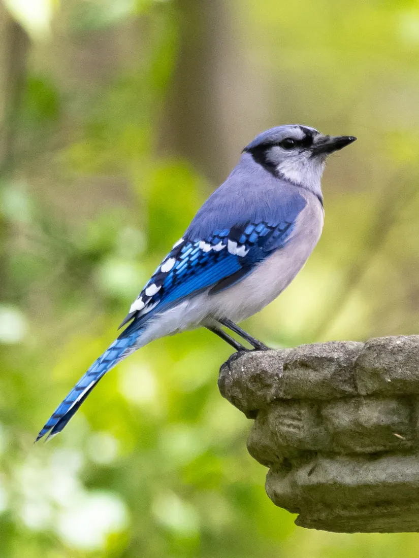 Blue Jay photographed by Kyle J. Gillett