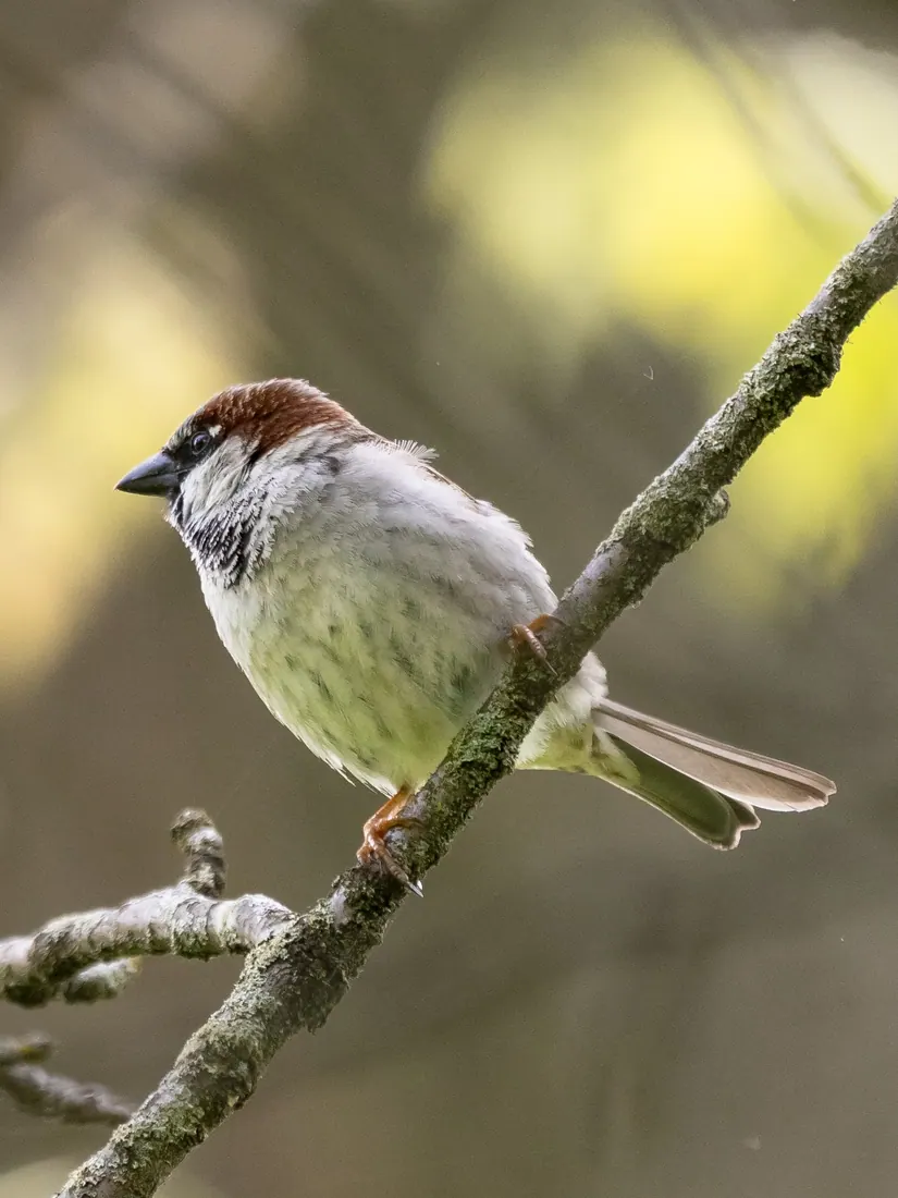 House Sparrow photographed by Kyle J. Gillett