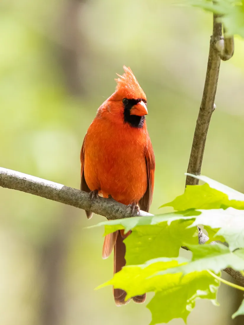 Northern Cardinal photographed by Kyle J. Gillett