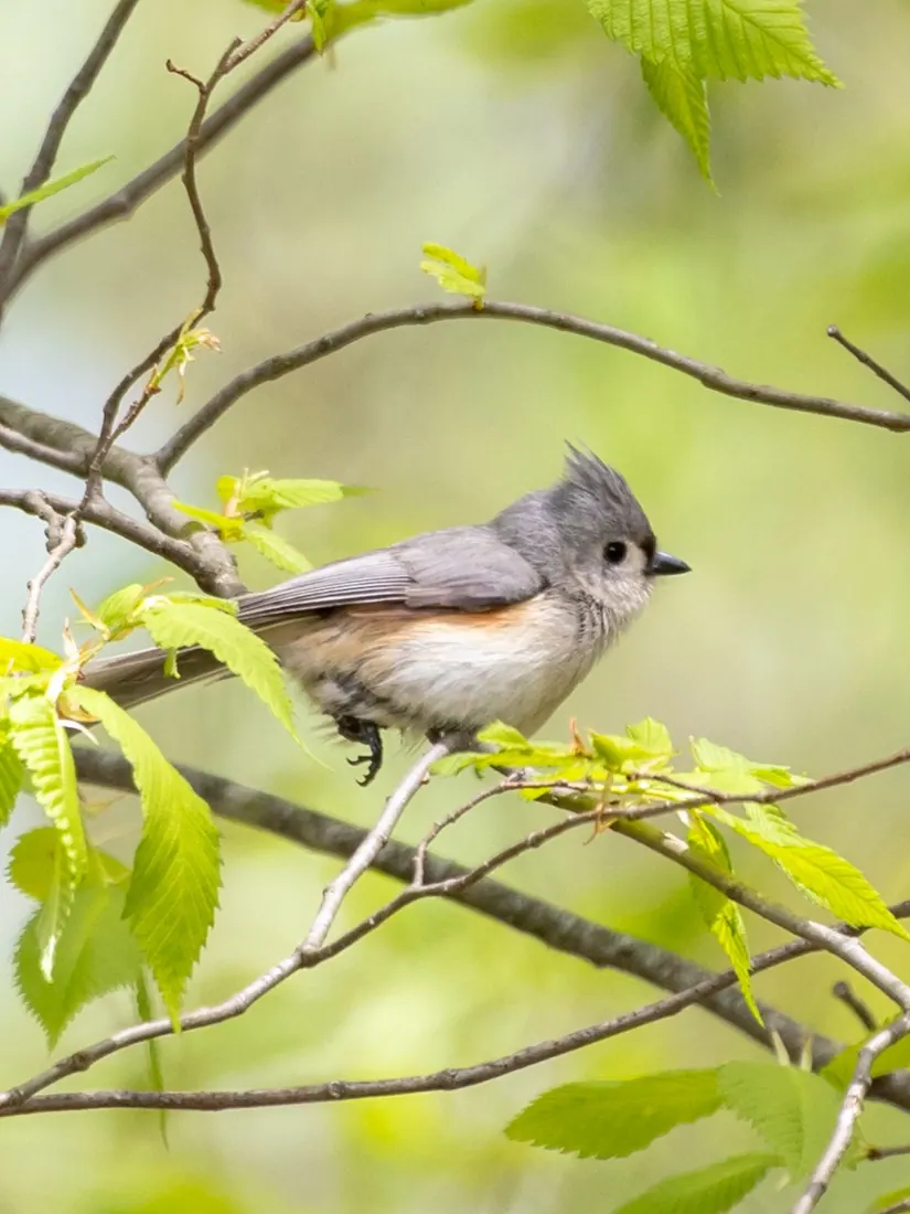 Tufted Titmouse photographed by Kyle J. Gillett